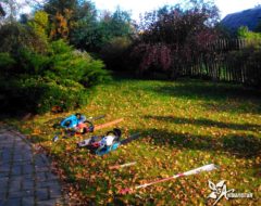 обрезка и формирование кустарника обрезка и формирование кустарника (5)