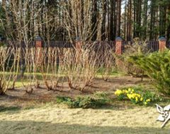 обрезка и омолаживание кустарника обрезка и омолаживание кустарника