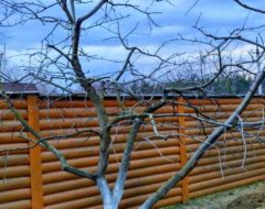 обрезка плодовых обрезка плодовых