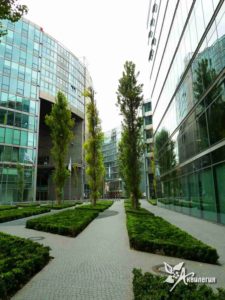 озеленение крыши