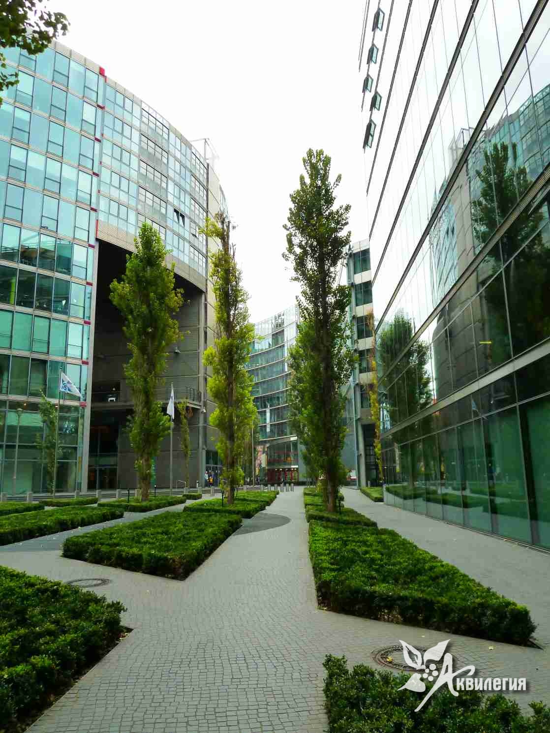 озеленение крыши