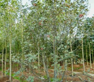 подбор растений