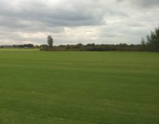 поля газонные