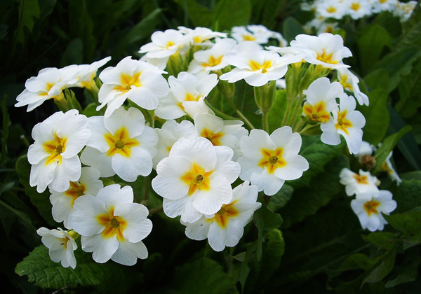 Растения для приствольных кругов в ландшафтном дизайне