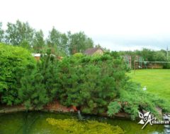 прищипование побегов сосны горной прищипование побегов сосны горной