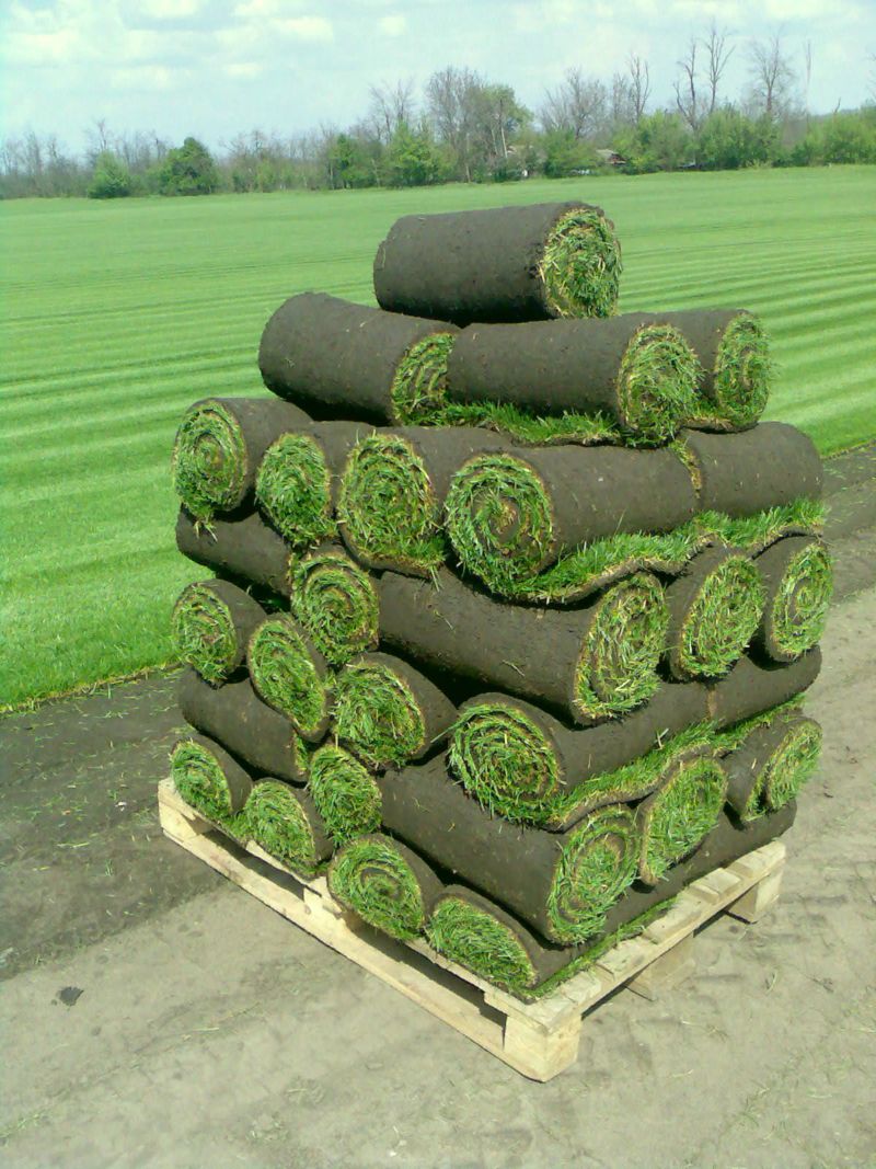 рулонный газон