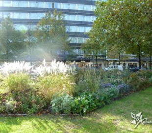 цветочное оформление городского сквера (4) цветочное оформление городского сквера (4)