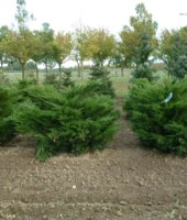 хвойные растения (5)