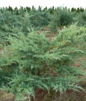 хвойные растения (6)