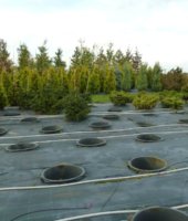 контейнерные растения