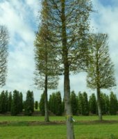 крупномеры до 50 лет (1)