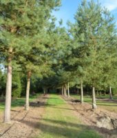 крупномеры до 50 лет (4)