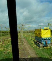 обрезка и формировка (1)