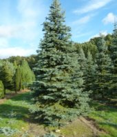 обрезка и формировка (4)