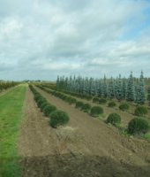 полив капельный