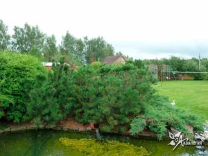 prishhipovanie-pobegov-sosny-gornoj