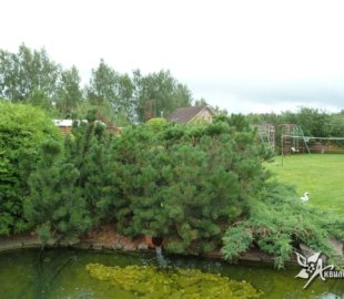 прищипование побегов сосны горной