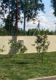 растения на газоне