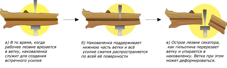 Секатор с наковальней как обрезать