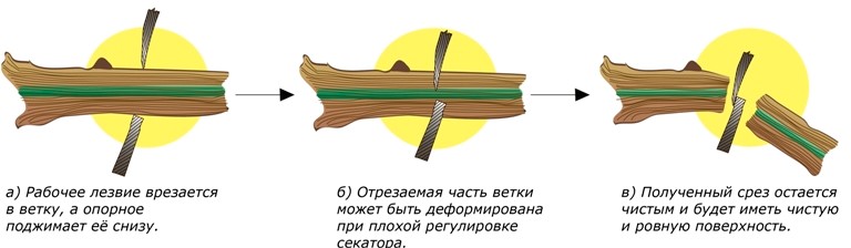 Секаторы с параллельными лезвиями - как обрезать