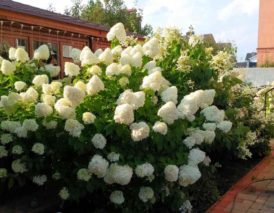 гортензия в цвету и не разваливается при правильной обрезке