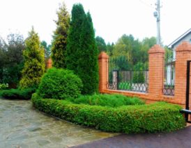 обрезка и формирование кустарника (4)