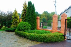 обрезка и формирование кустарника (4)