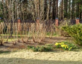 обрезка и омолаживание кустарника