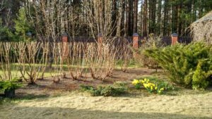 обрезка и омолаживание кустарника