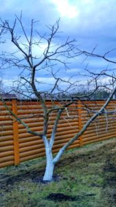 обрезка плодовых