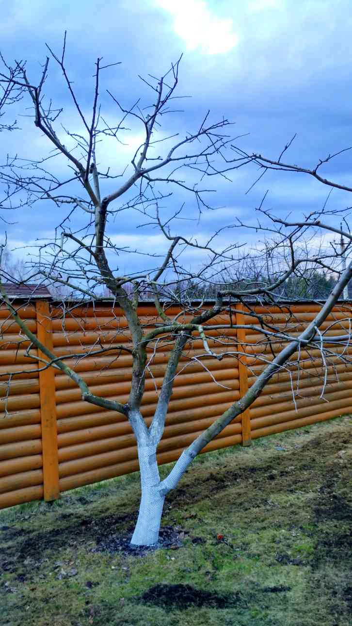 обрезка плодовых