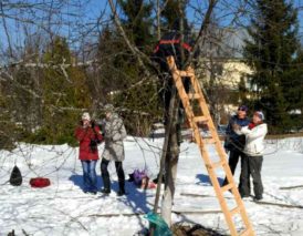 обрезка плодовых