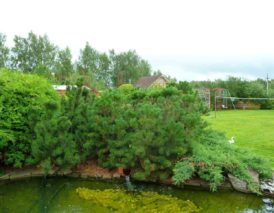 прищипование побегов сосны горной