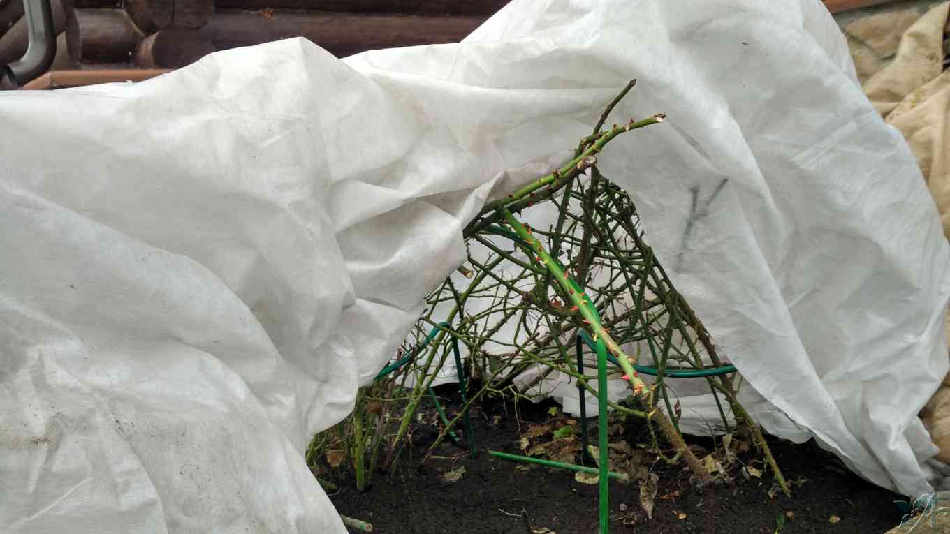 Укрытие роз