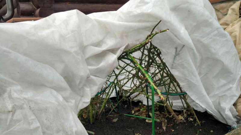 5 (1) Укрытие растений