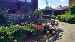 что и чем мы укрываем розы