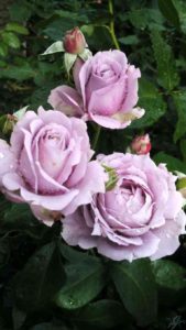 что и чем мы укрываем розы