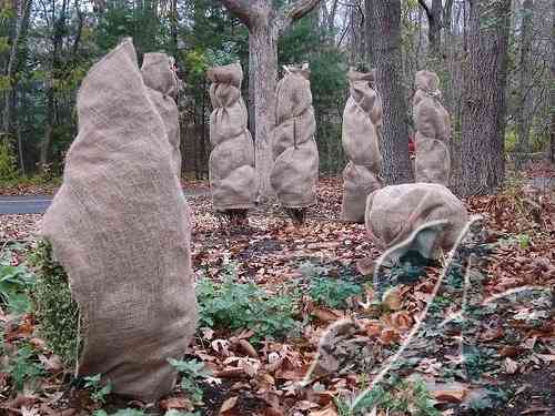 Укрытие растений