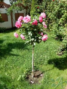 Укрытие роз