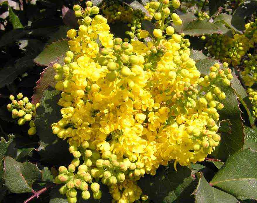 Mahonia-Aquifolium Ароматные растения