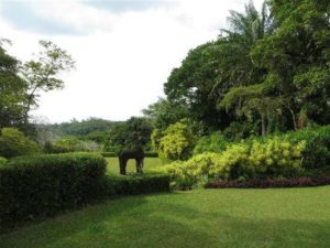 brief-garden-bevis-bawa