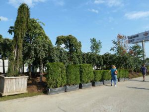 Вопрос о гарантиях на растения - 4