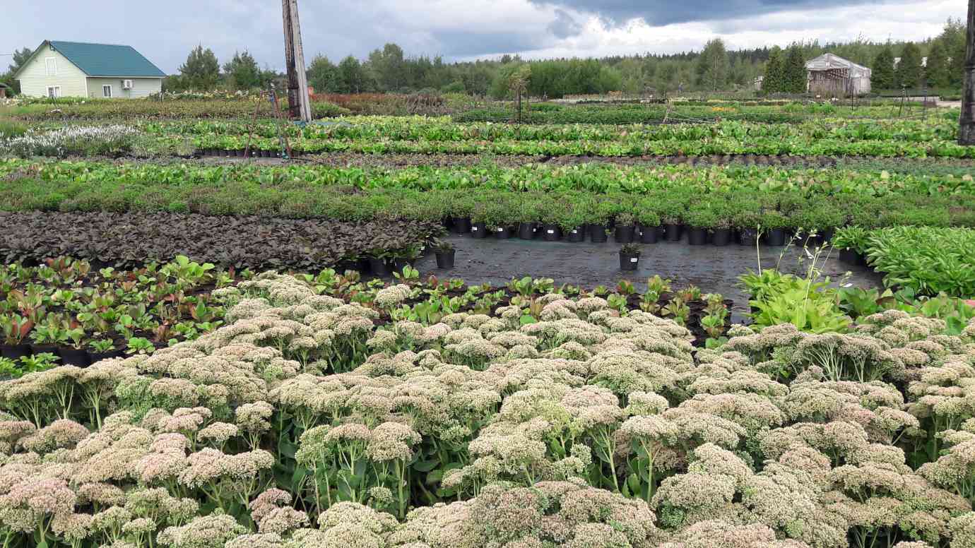 Где купить хорошие растения - 1