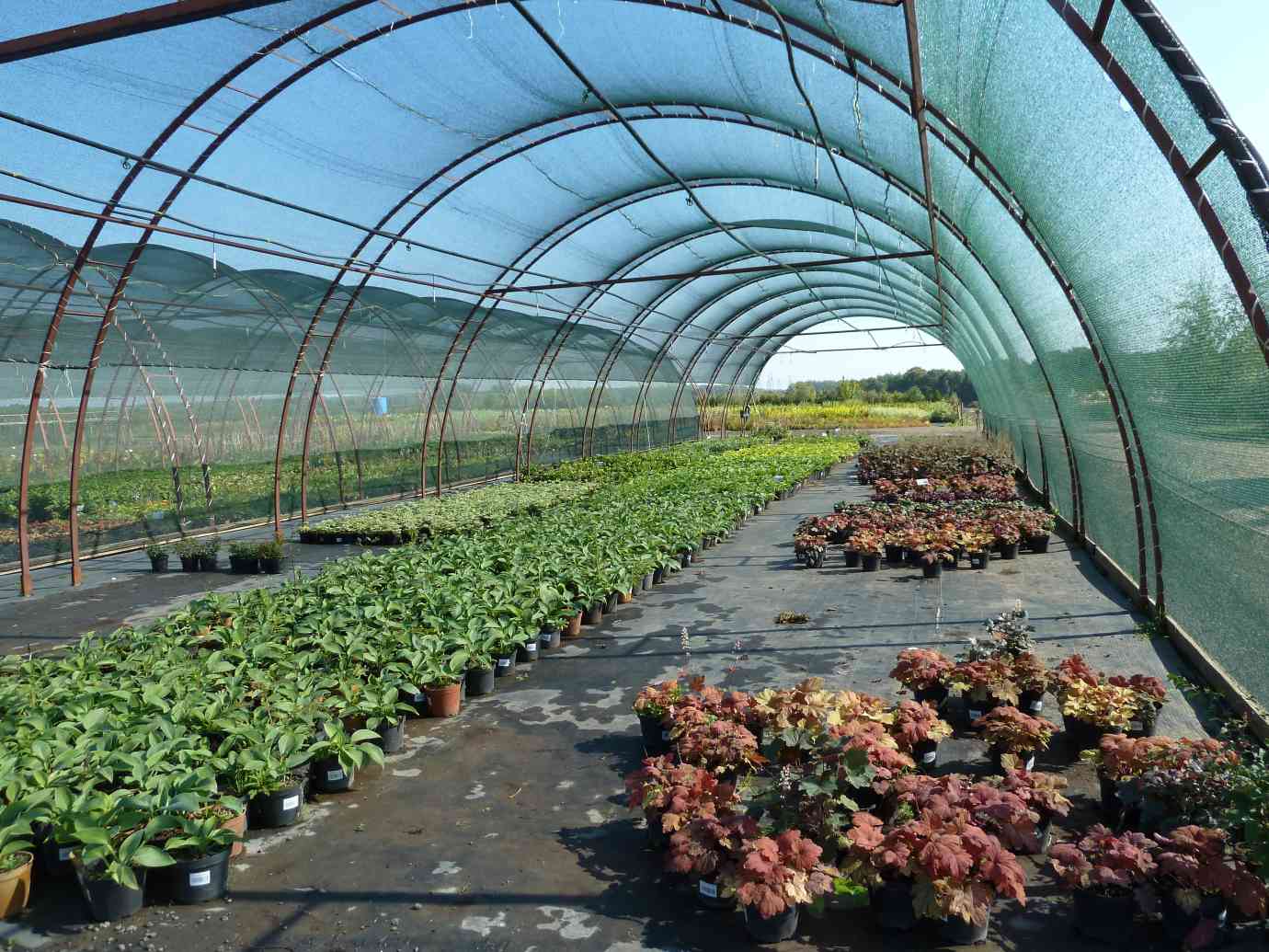 Где купить хорошие растения - теплица
