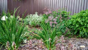 Цветы против сорняков - 1