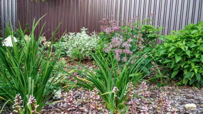 Цветы против сорняков - 1