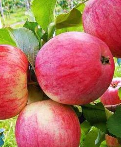 Конфетная яблоня