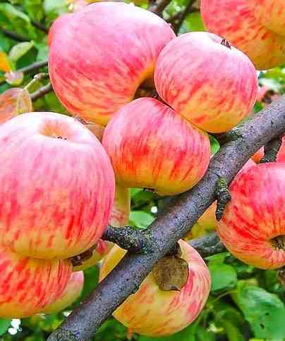 Коричное - яблоня