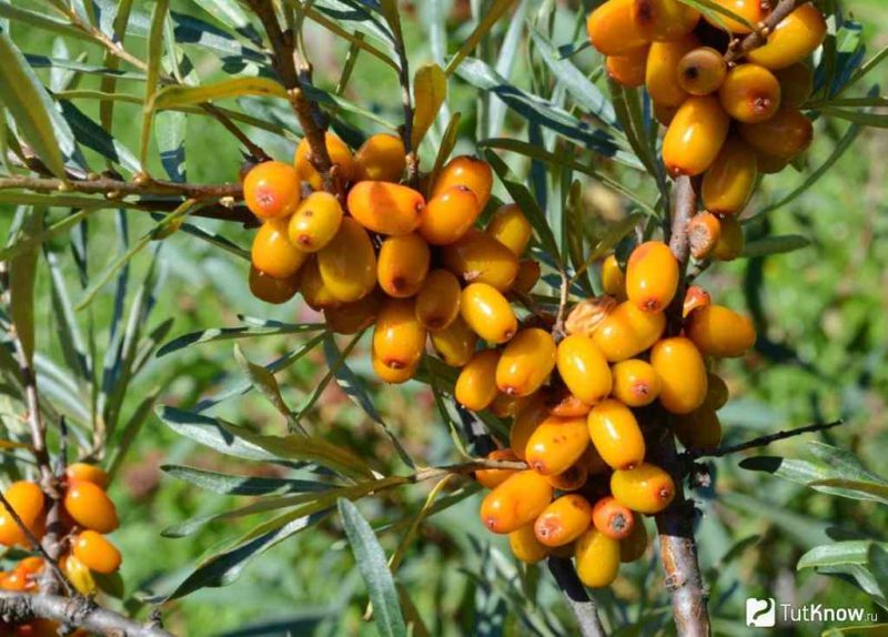 Облепиха Правильный выбор растений