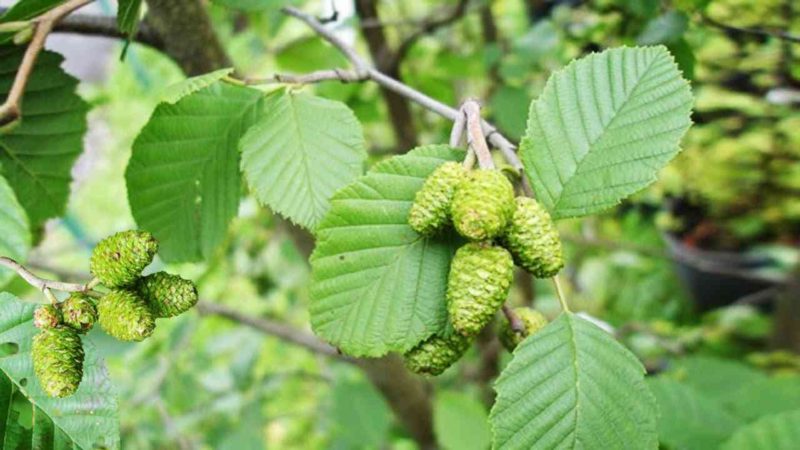 Ольха Правильный выбор растений